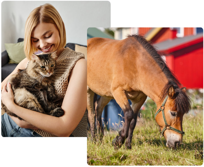 animal-sitting